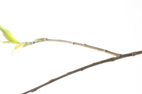 Timelapse of tree blossoming in spring. Stock Footage 189042685