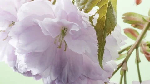 Timelapse of tree blossoming in spring Stock Footage 189042968