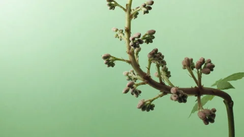 Timelapse of tree blossoming in spring horse chestnut tree. Vidéo 189139964
