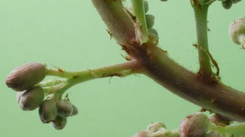 Timelapse of tree blossoming in spring horse chestnut tree Video stock 189148812