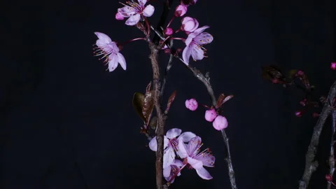 Timelapse of tree blossoming in spring ( Japanese maple) Vidéo 172507911