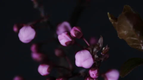 Timelapse of tree blossoming in spring ( Japanese maple) Stock Footage 172525082