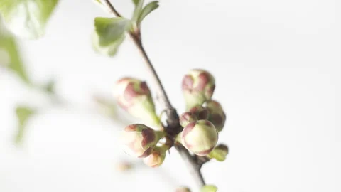 Timelapse of tree blossoming in spring ( Japanese maple) Vidéo 188938850
