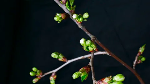Timelapse of tree blossoming in spring ( Japanese maple) Video stock 189165761