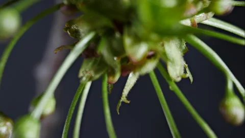 Timelapse of tree blossoming in spring ( Japanese maple) Video stock 189235987