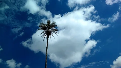 Timelapse of tree on blue sky with clouds Stock Footage 104354675