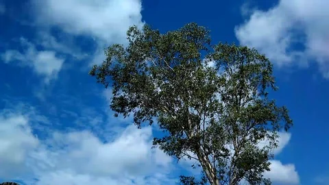 Timelapse of tree on blue sky Stock Footage 104354618