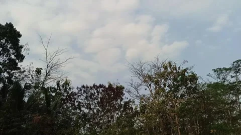 Timelapse tree canopy moves gently beneath a cloudy sky in a natural outdoor Stock Footage 344087909