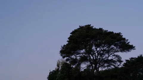 Timelapse of a tree with a clear blue day sky changing to night time Stock Footage 128173902