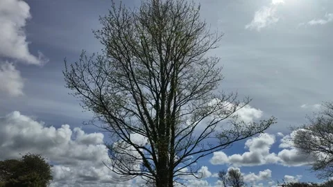 Timelapse of tree with clouds behind Stock Footage 274352479