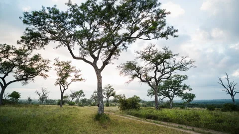 Timelapse of a tree during an overcast day Stock Footage 310546244
