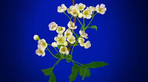 Timelapse tree flowers 4k Stock Footage 60594850