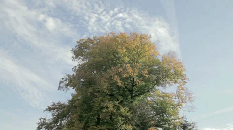 Timelapse Tree Stock Footage 36052454