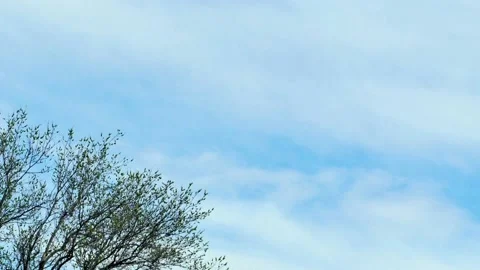 Timelapse of a tree with fresh spring leaves against a sky with clouds Vídeos de archivo 237003362