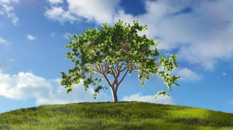 Timelapse of a tree growing on a green hill with blue sky. Stock Footage