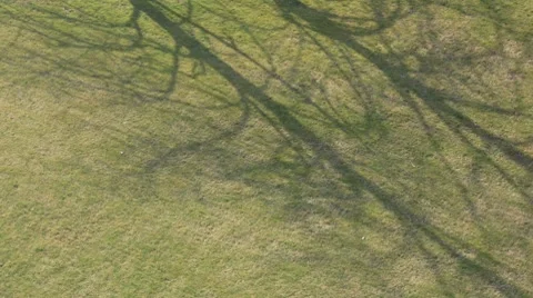 Timelapse Tree  HD NTSC Stock Footage 7761515