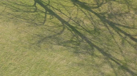 Timelapse Tree  HD PAL Video stock 7761532