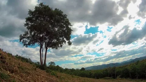 Timelapse tree on the hill and a cloudy sky. Stock Footage 226700629