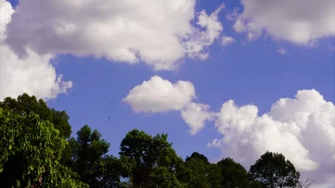 TimeLapse Tree leaves by the wind with a blue sky background Stock Footage 260287621