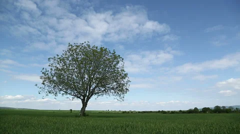 Timelapse - tree over green field Stock Footage 37857547