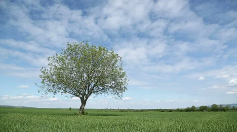 Timelapse - tree over green field Stock Footage 37857641