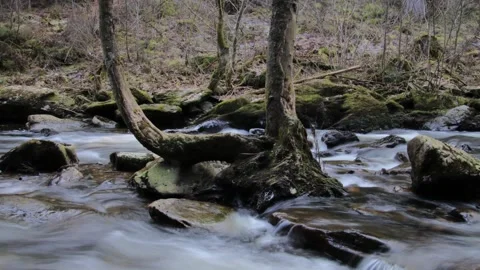 Timelapse of a tree in a river Stock Footage 171569284