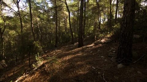 Timelapse of the tree shadows moving in the forest. Stock-Footage 88506736