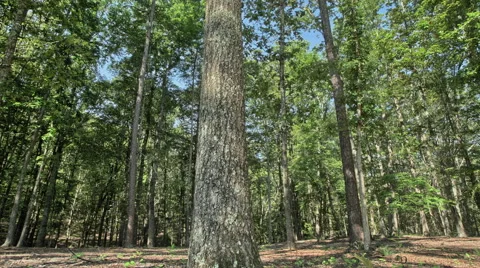 Timelapse of tree shadows moving through the forest Video stock 58027449