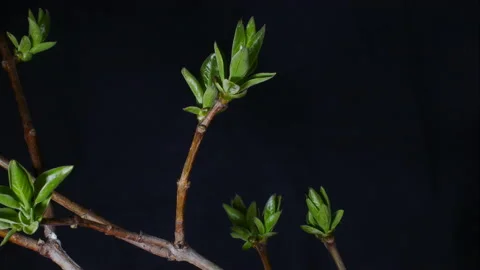Timelapse of tree sprouting in spring. Vidéo 172524222