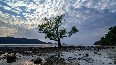 Timelapse of a tree standing at a sandy beach on Koh Chang in Trad, Thailand Stock Footage 263025329