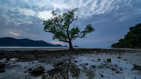 Timelapse of a tree standing at a sandy beach on Koh Chang in Trad, Thailand Stock Footage 263025743