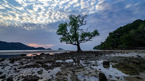 Timelapse of a tree standing at a sandy beach on Koh Chang in Trad, Thailand Stock Footage 263025744