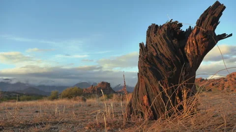 Timelapse on a tree at sunset 動画素材 68973718