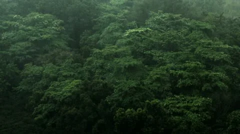 Timelapse tree-top monsoon 库存影片 11559592