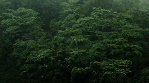 Timelapse tree-top monsoon 스톡 동영상 11588258