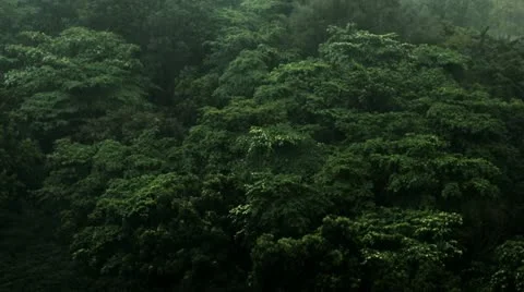 Timelapse tree-top monsoon 스톡 동영상 11607383