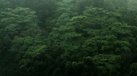 Timelapse tree-top monsoon 스톡 동영상 11607384