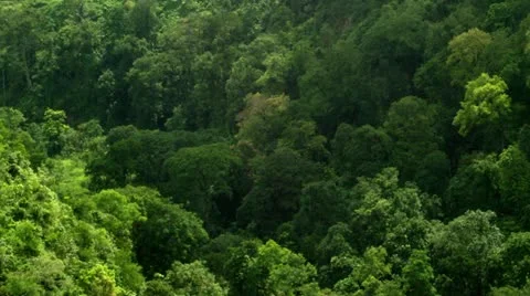 Timelapse tree top shadows 스톡 동영상 11587738
