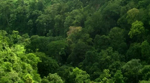 Timelapse tree top shadows 库存影片 11606949
