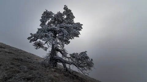Timelapse of a tree under the fog Video stock 211802342
