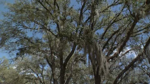 Timelapse Tree in Wind, the Everglades Florida Video Stock Footage