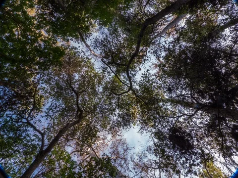 Timelapse of Trees 4.6K Stock Footage 81570834