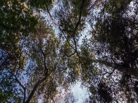 Timelapse of Trees 4K Stock Footage 81560417