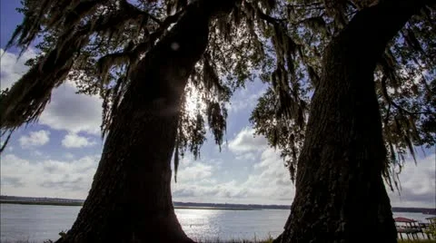 Timelapse of Trees and clouds after Tropical Storm Stock Footage 11129518