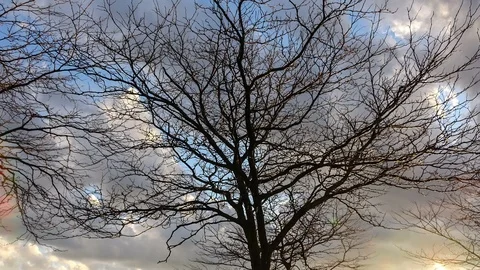 Timelapse of trees and clouds at sundown in spring Stock Footage 108612211