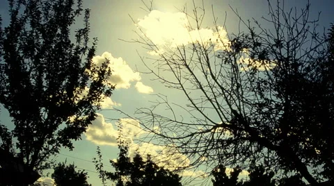 Timelapse Trees and Sun Sky Flowing Stock Footage 64924146