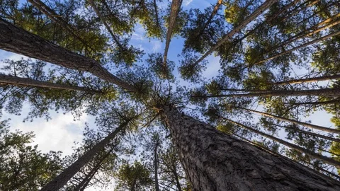 Timelapse with trees Stock Footage 123536699