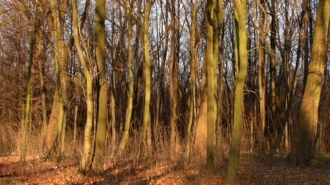 Timelapse with trees at sunset Stock Footage 98717874