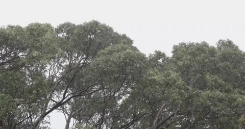Timelapse of trees in the wind Stock Footage 251749103