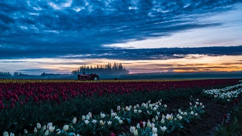 Timelapse of Tulip Fields Flowers Stock Footage 129889711